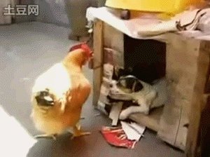 Porta del pollaio automatica